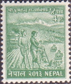 Farmers planting rice