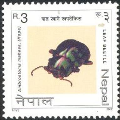 Leaf Beetle (Ambrostoma mahesa)