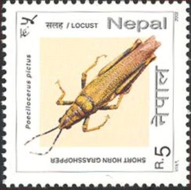 Aak Grasshopper (Poekilocerus pictus)