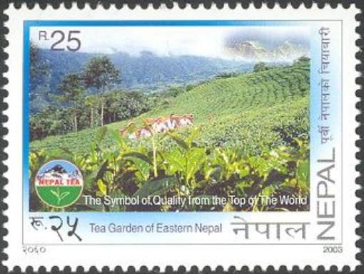 Tea Garden of Eastern Nepal