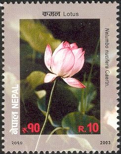 Flower series No. 4 - Lotus