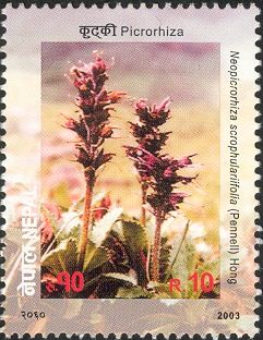 Flower series No. 4 - Picrorhiza