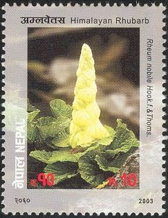 Flower series No. 4 - Himalayan Rhubarb