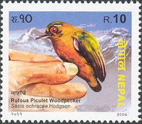 Rufous Piculet Woodpecker (Sasia ochracea)