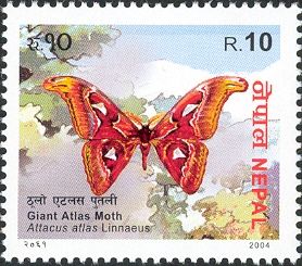 Atlas Moth (Attacus atlas)