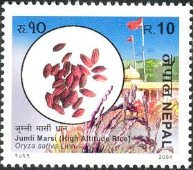 Biodiversity series - Jumli Marsi (High Altitude Rice)