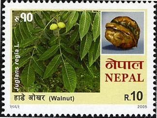 Walnut Tree