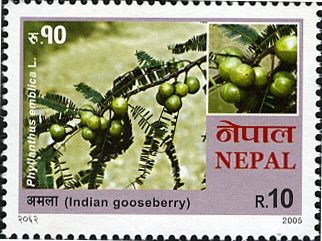 Indian Gooseberry