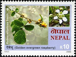 Golden Evergreen Raspberry