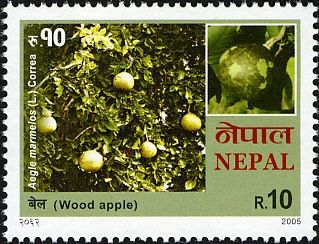 Bael Tree, Wood Apple