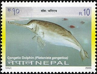 Gangetic Dolphin (Platanista gangetica)