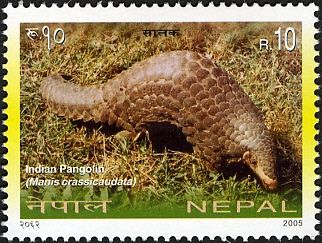 Indian Pangolin (Manis crassicaudata)