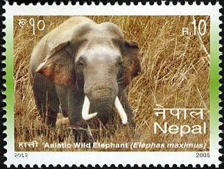 Asian Elephant (Elephas maximus)