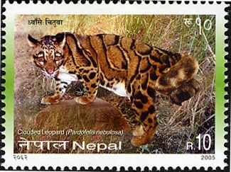 Clouded Leopard (Neofelis nebulosa)