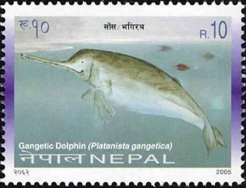 Gangetic Dolphin (Platanista gangetica)