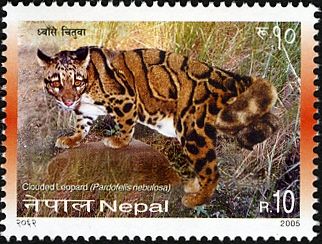 Clouded Leopard (Neofelis nebulosa)