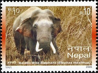 Asian Elephant (Elephas maximus)