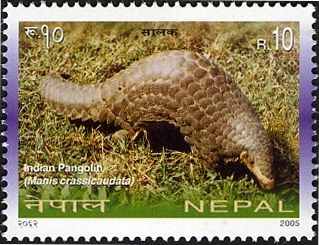 Indian Pangolin (Manis crassicaudata)