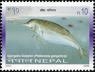 Gangetic Dolphin (Platanista gangetica)