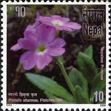 Bio-diversity series - Primula sharmae, Fletcher, 1941