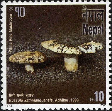 Bio-diversity series - Russula kathmanduensis, Adhikari, 199
