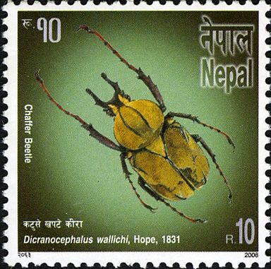 Horned Flower Beetle (Dicranocephalus wallichii)