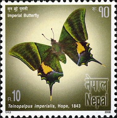 Kaiser-i-Hind (Teinopalpus imperialis)