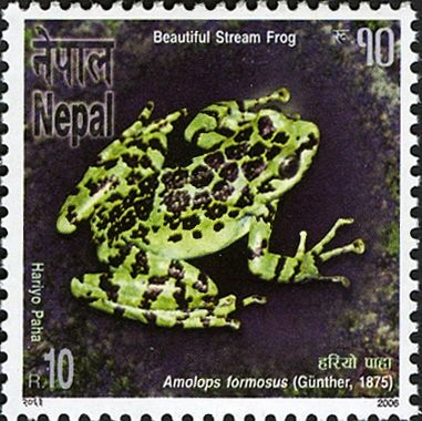 Assam Sucker Frog (Amolops formosus)