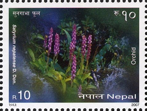 Satyrium nepalense