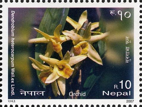 Dendrobium heterocarpum