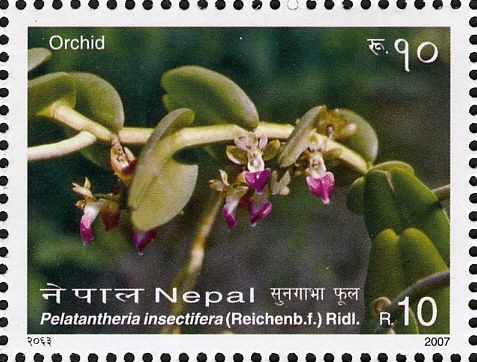 Pelatantheria insectifera