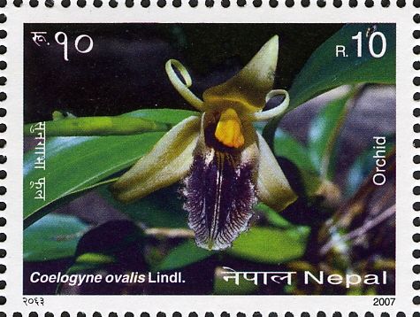 Coelogyne ovalis