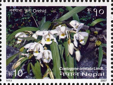 Coelogyne cristata