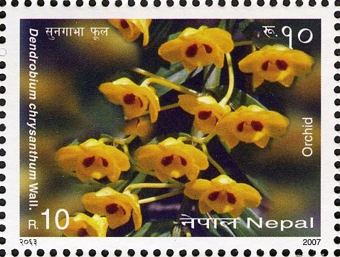 Golden Yellow-Flowered Dendrobium (Dendrobium chrysanthum)