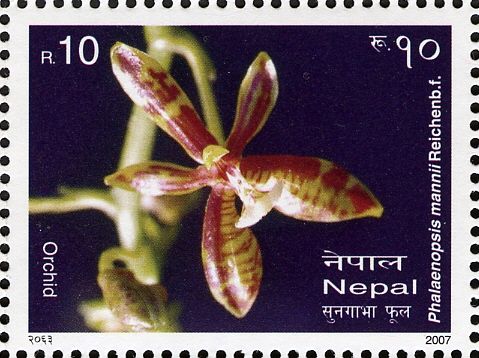 Phalaenopsis mannii