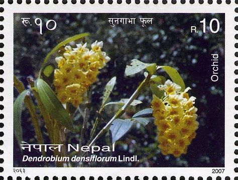 Dendrobium densiflorum
