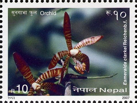 Giant Spider Orchid (Esmeralda clarkei)