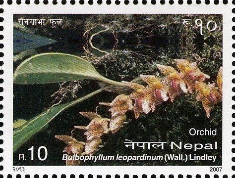 Bulbophyllum leopardinum