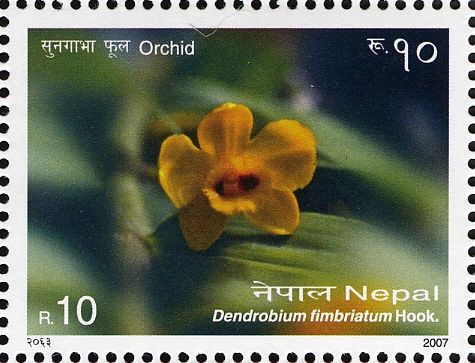 Dendrobium fimbriatum