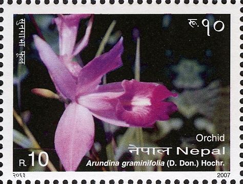 Bamboo Orchid (Arundina graminifolia)