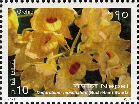 Musky-Smelling Dendrobium (Dendrobium moschatum)