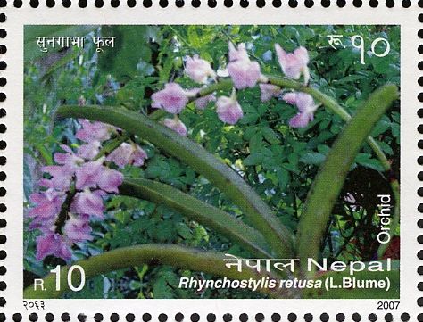 Foxtail Orchid (Rhynchostylis retusa)