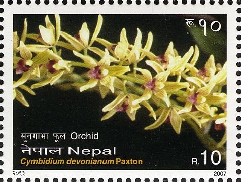 Cymbidium devonianum