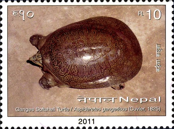 Ganges Scotshell Turtle (Aspideretes gangeticus)