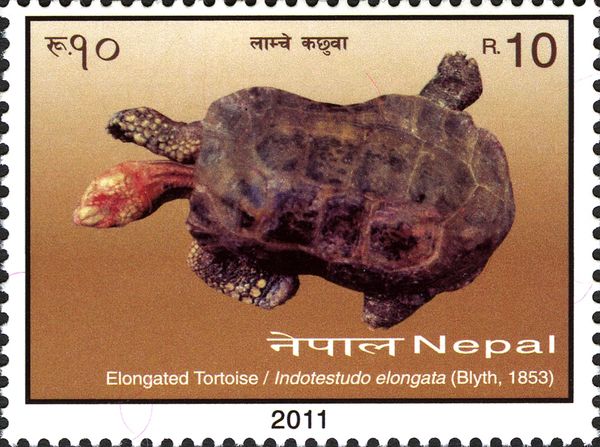 Elongated Tortoise (Indotestudo elongata)