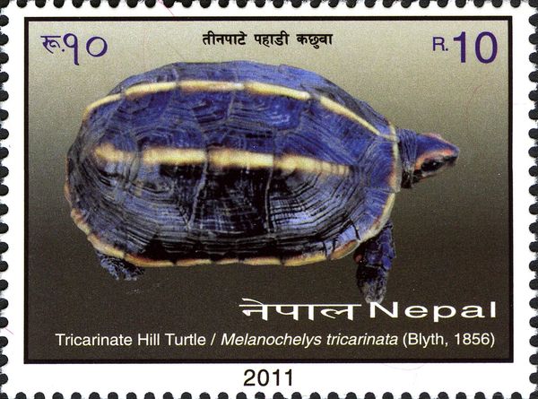 Tricarinate Hill Turtle (Melanochelys tricarinata)