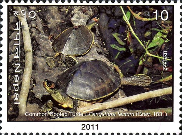 Indian Roofed Turtle (Pangshura tectum)