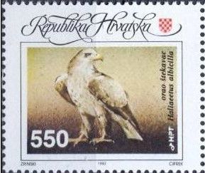 White-tailed Eagle (Haliaeetus albicilla)