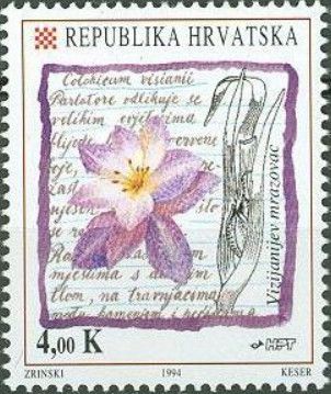 Autumn Crocus - Colchicum visianii