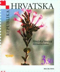 Micromeria croatica
